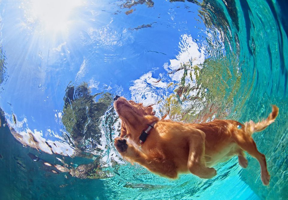 dog swimming in pool